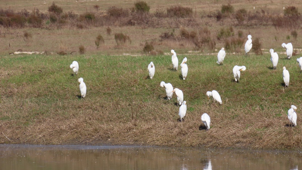 Western Cattle-Egret - ML646859345