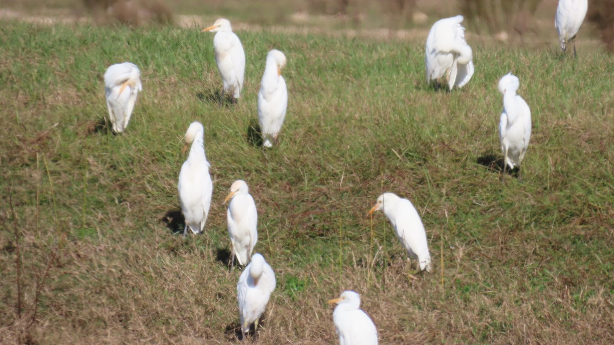 Western Cattle-Egret - ML646859346