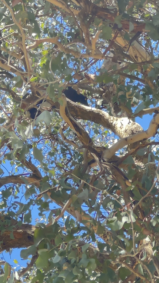 flétňák stračí - ML646859347