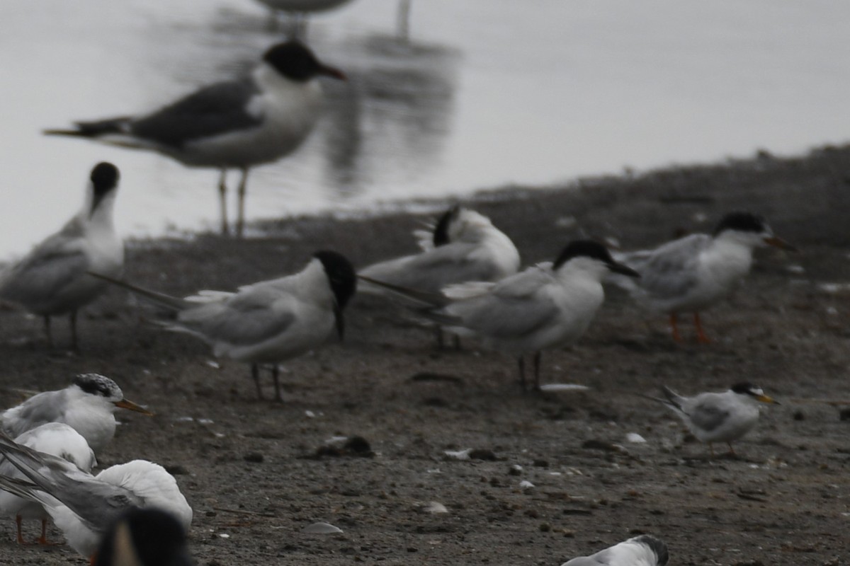 שחפית עבת-מקור - ML646859352