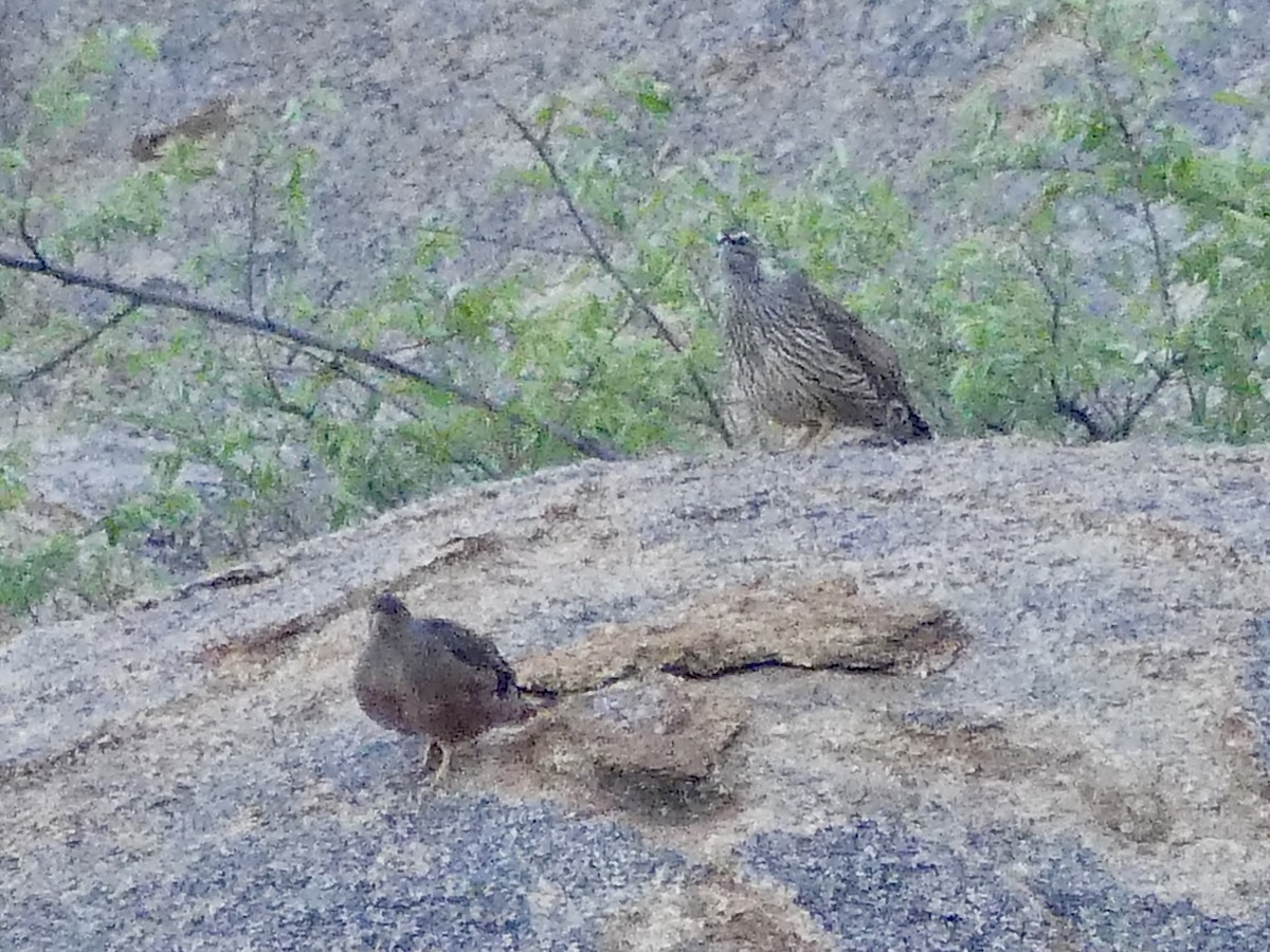 Hartlaub's Spurfowl - ML646859354