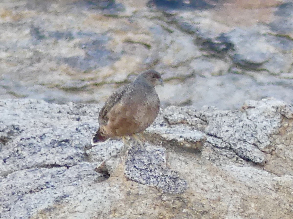 Hartlaub's Spurfowl - ML646859355