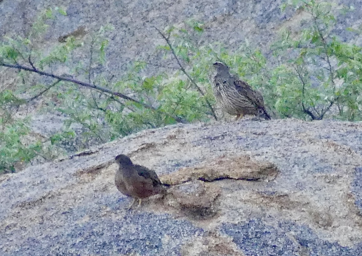Hartlaub's Spurfowl - ML646859356