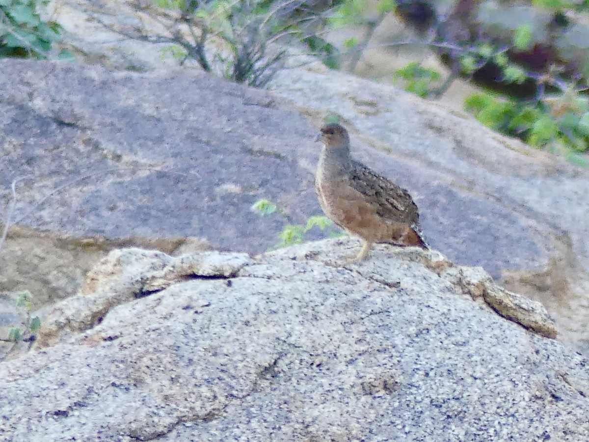 Hartlaub's Spurfowl - ML646859357