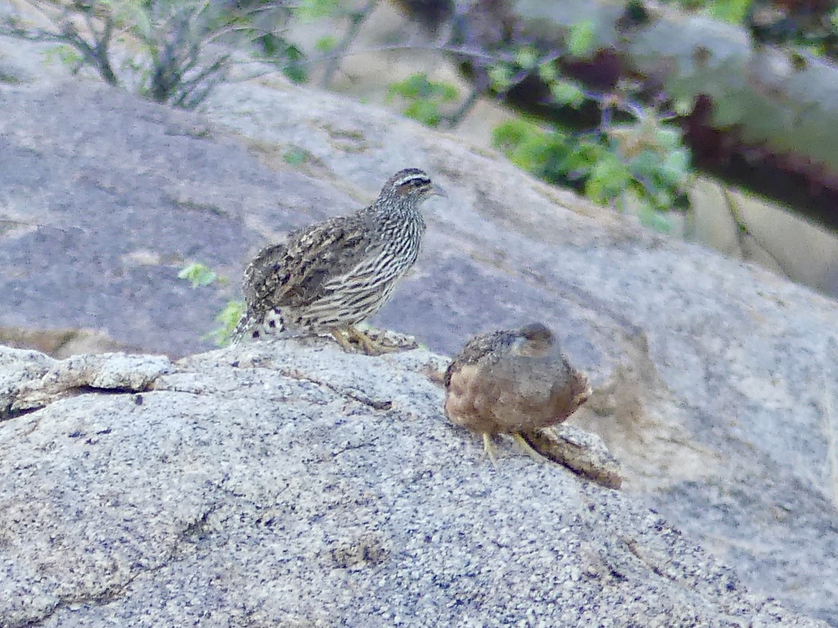 Hartlaub's Spurfowl - ML646859358