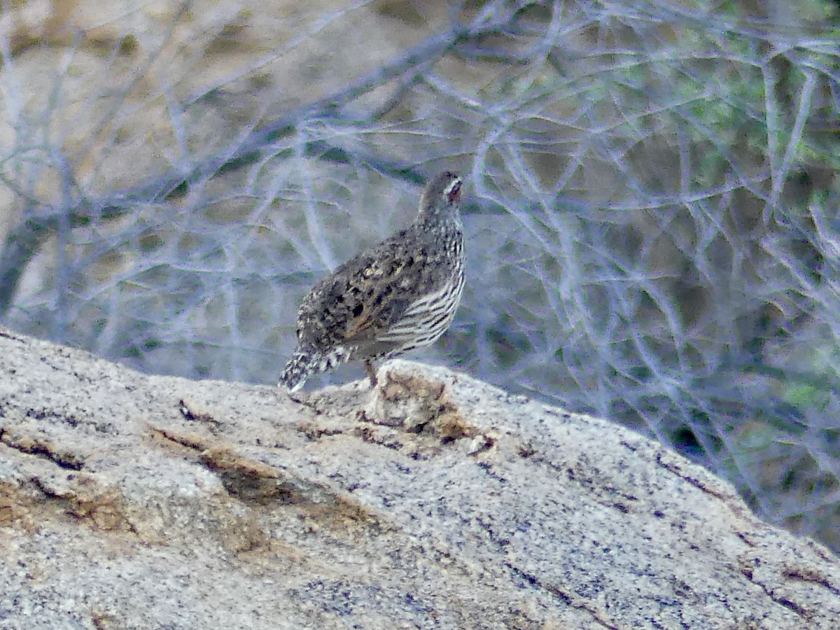 Hartlaub's Spurfowl - ML646859359