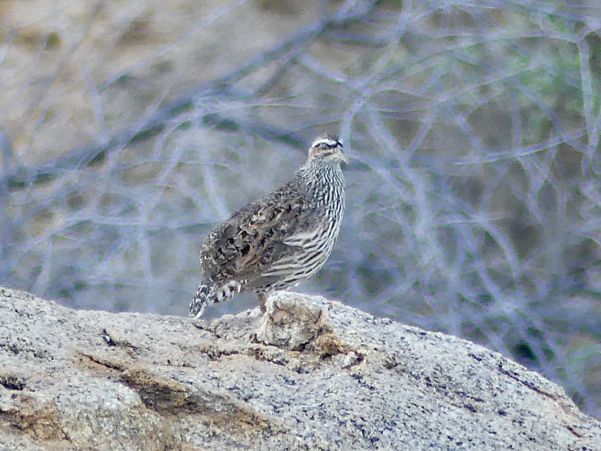 Hartlaub's Spurfowl - ML646859360