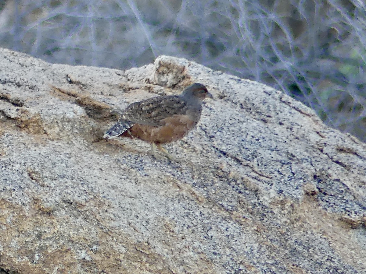 Hartlaub's Spurfowl - ML646859361