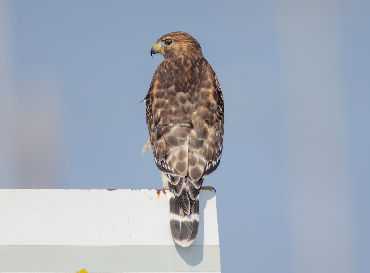 カタアカノスリ - ML646859365