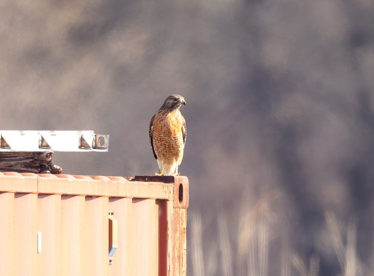 カタアカノスリ - ML646859366