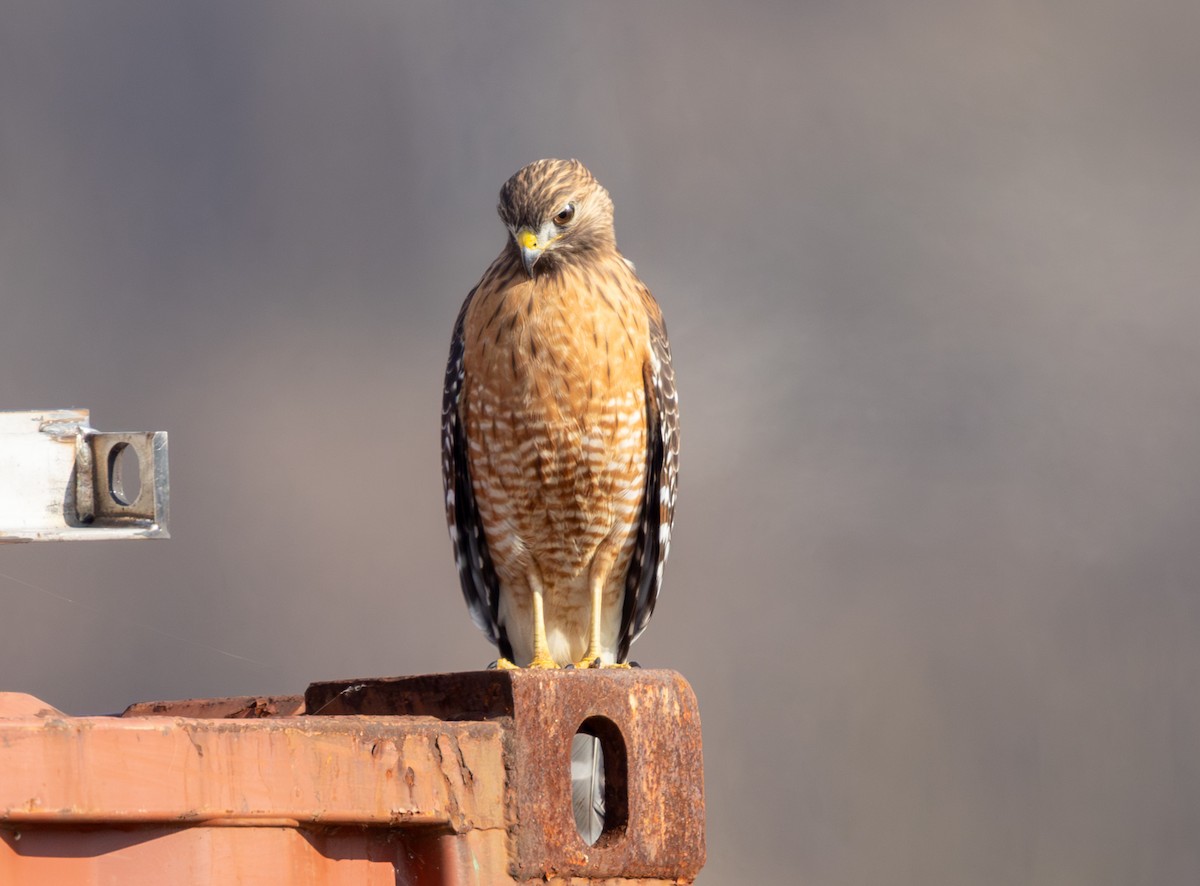 カタアカノスリ - ML646859367