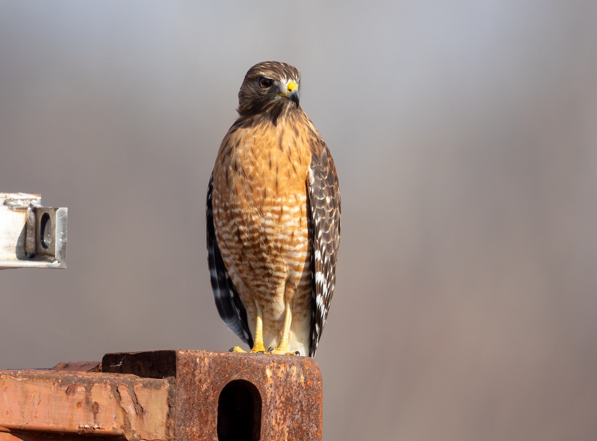 カタアカノスリ - ML646859368