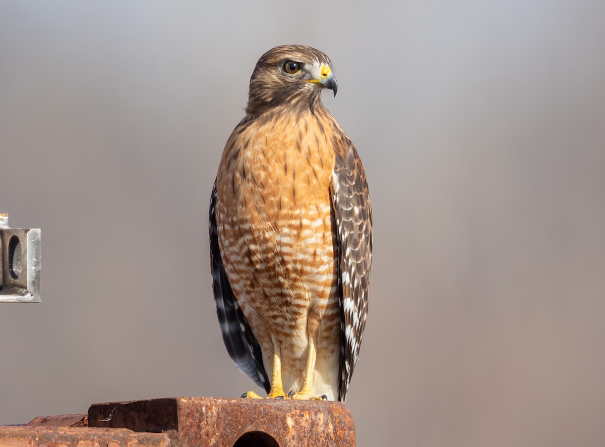 カタアカノスリ - ML646859369