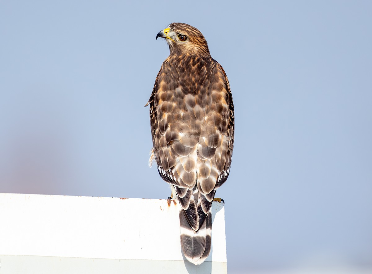 カタアカノスリ - ML646859370