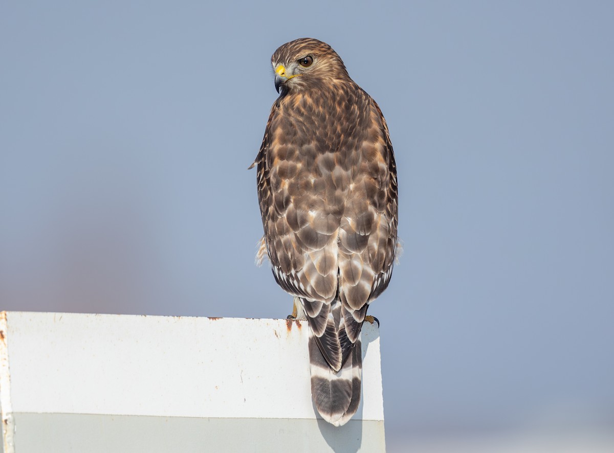 カタアカノスリ - ML646859371