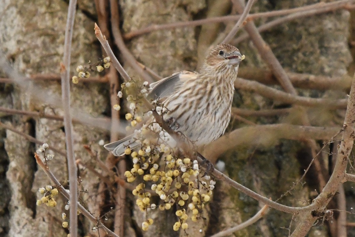 メキシコマシコ - ML646859372