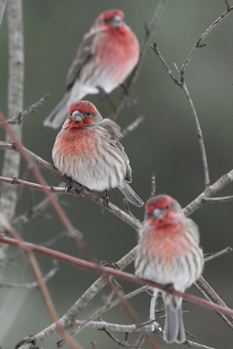 メキシコマシコ - ML646859373