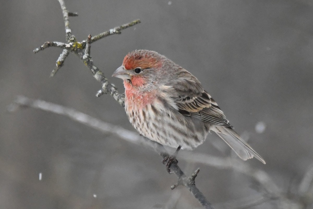 メキシコマシコ - ML646859374