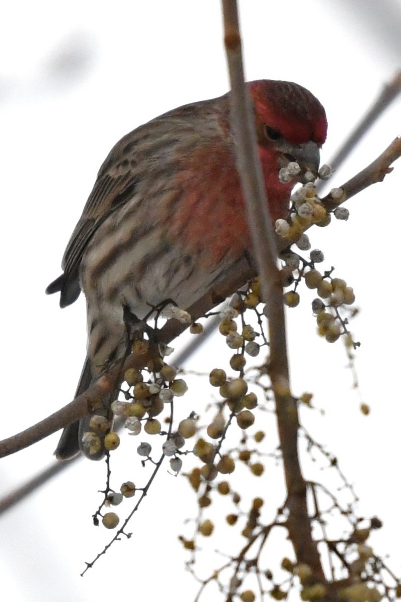 メキシコマシコ - ML646859375