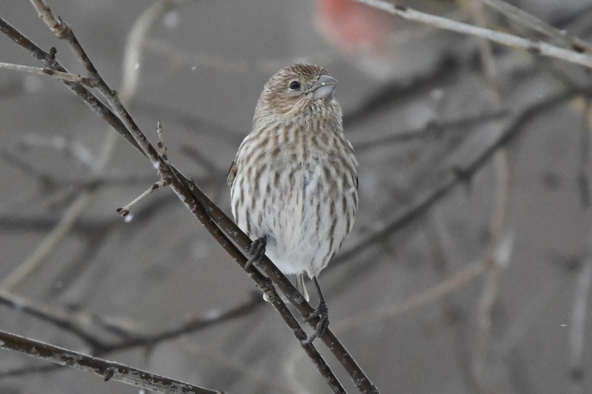 メキシコマシコ - ML646859376