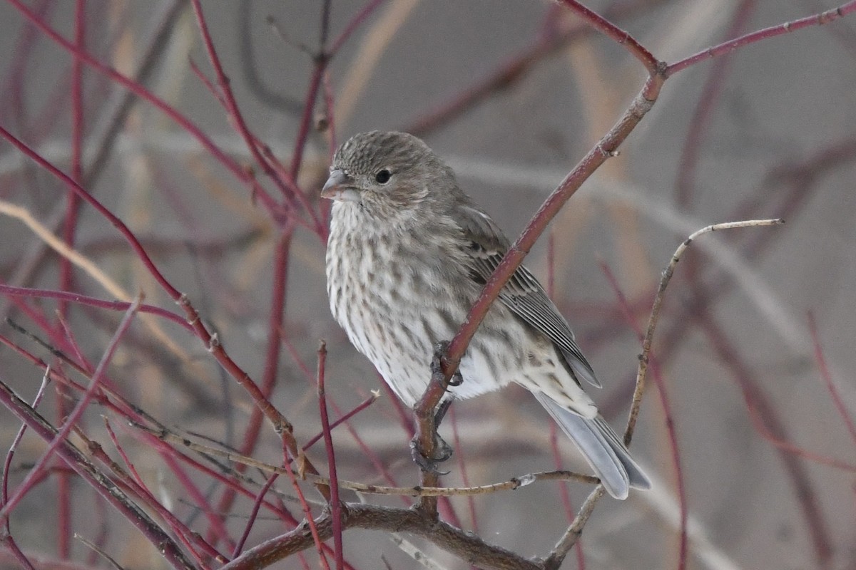 メキシコマシコ - ML646859377