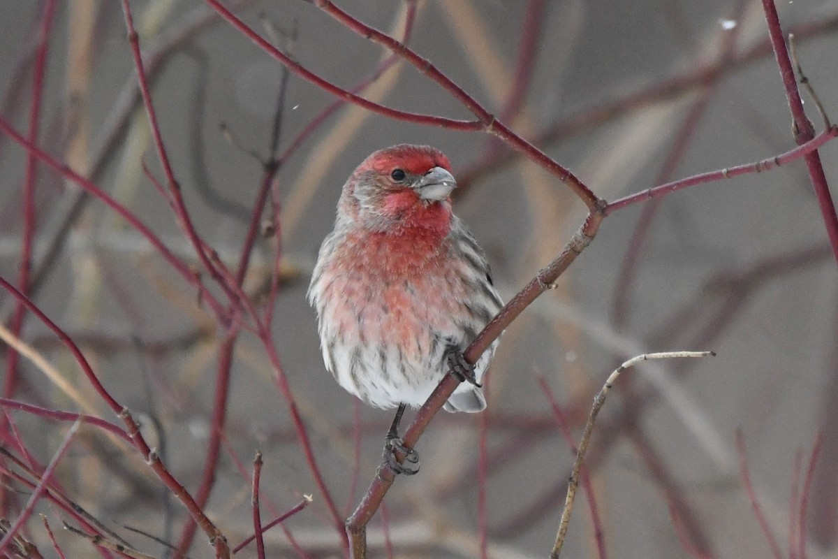 メキシコマシコ - ML646859378