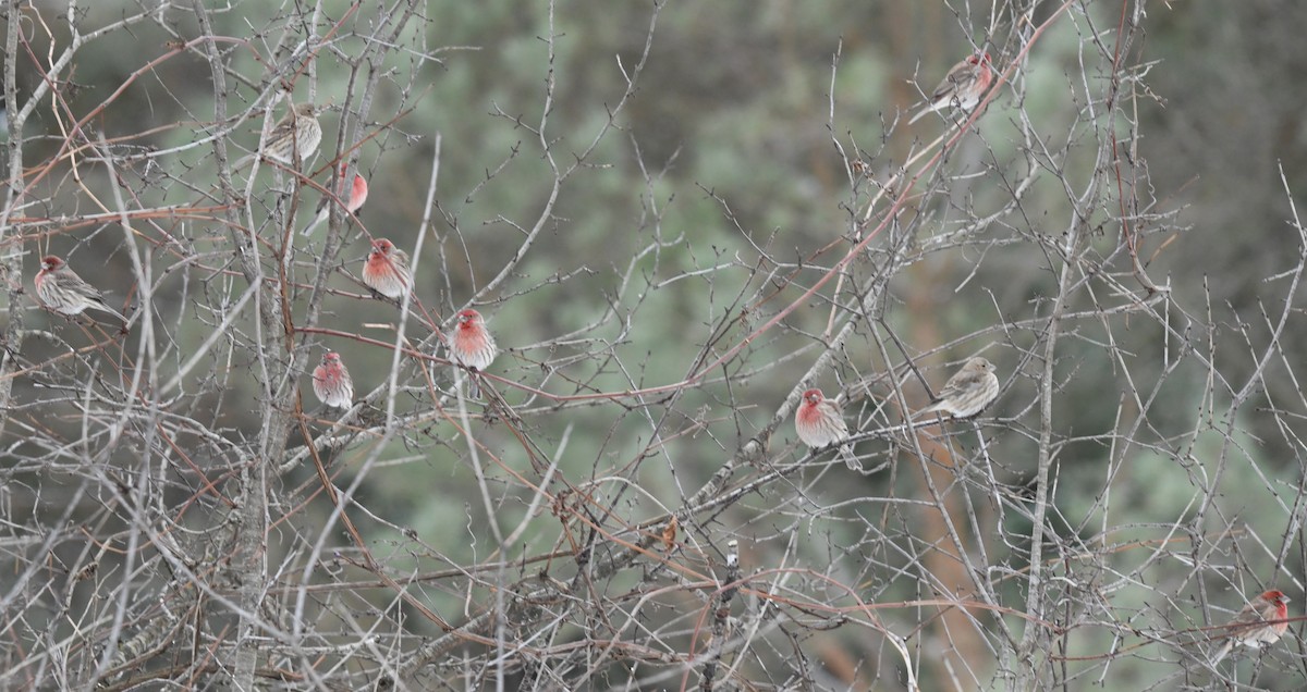 メキシコマシコ - ML646859379