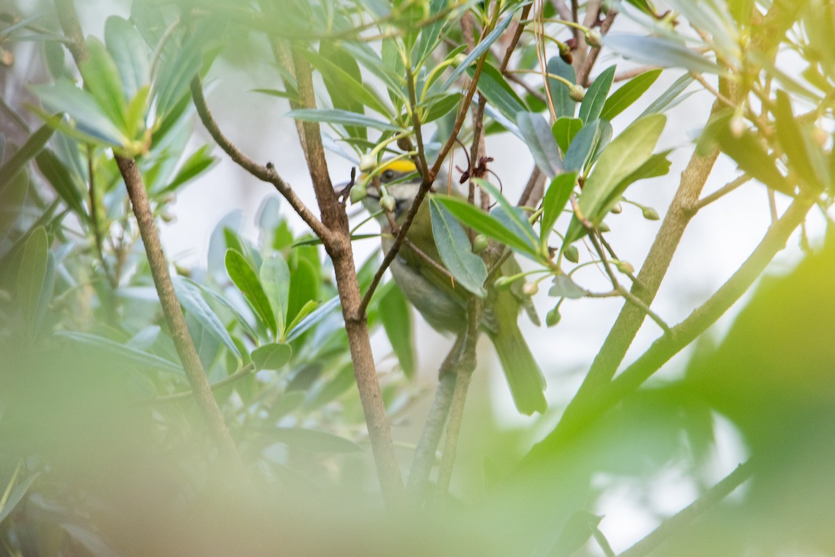 Chestnut-sided Shrike-Vireo - ML646859381