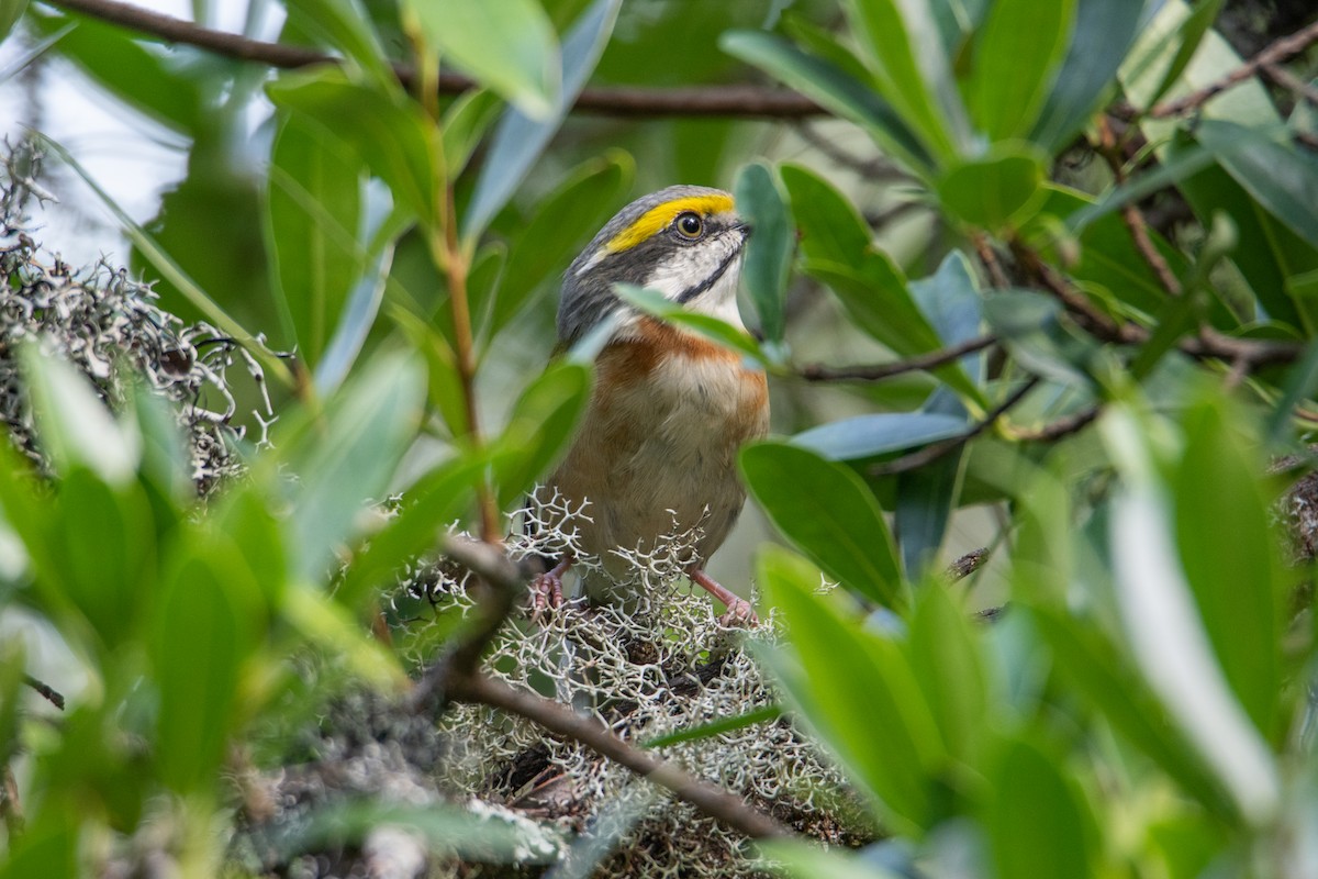 Chestnut-sided Shrike-Vireo - ML646859383