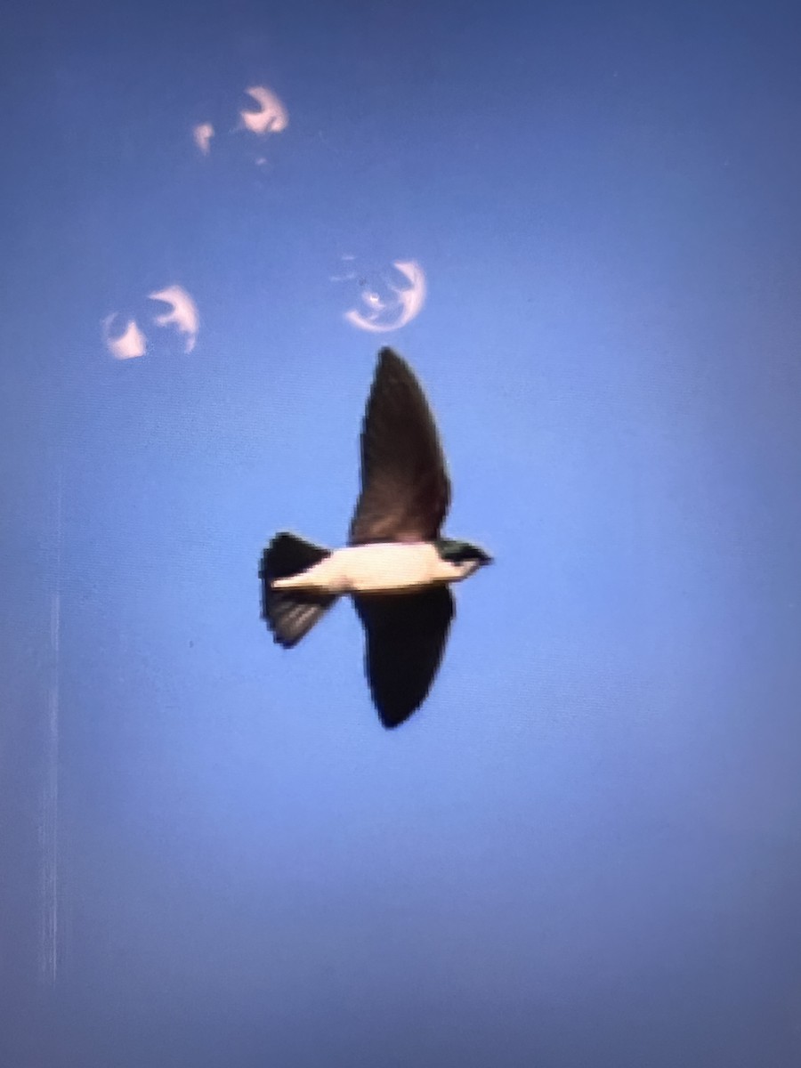 Tree Swallow - ML646859385