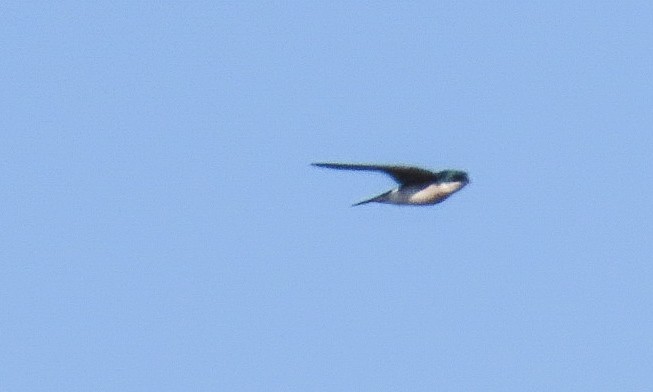 Tree Swallow - ML646859386