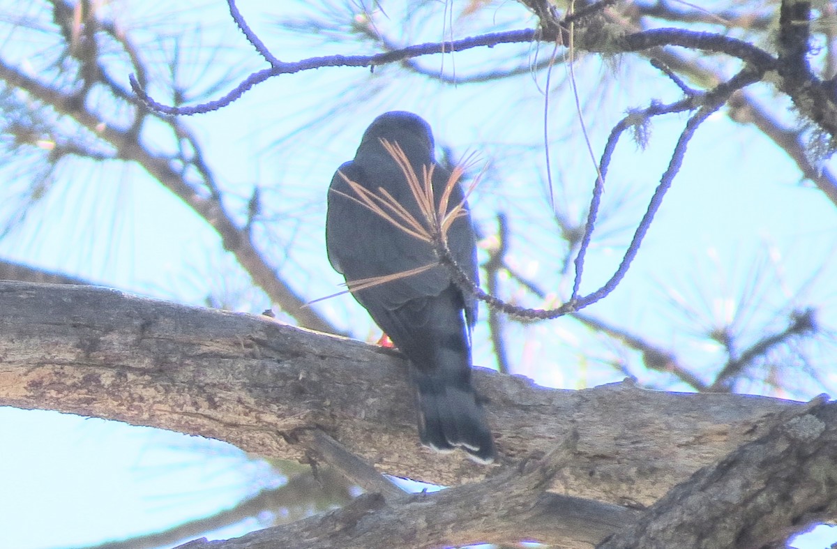 Eckschwanzsperber - ML646859387