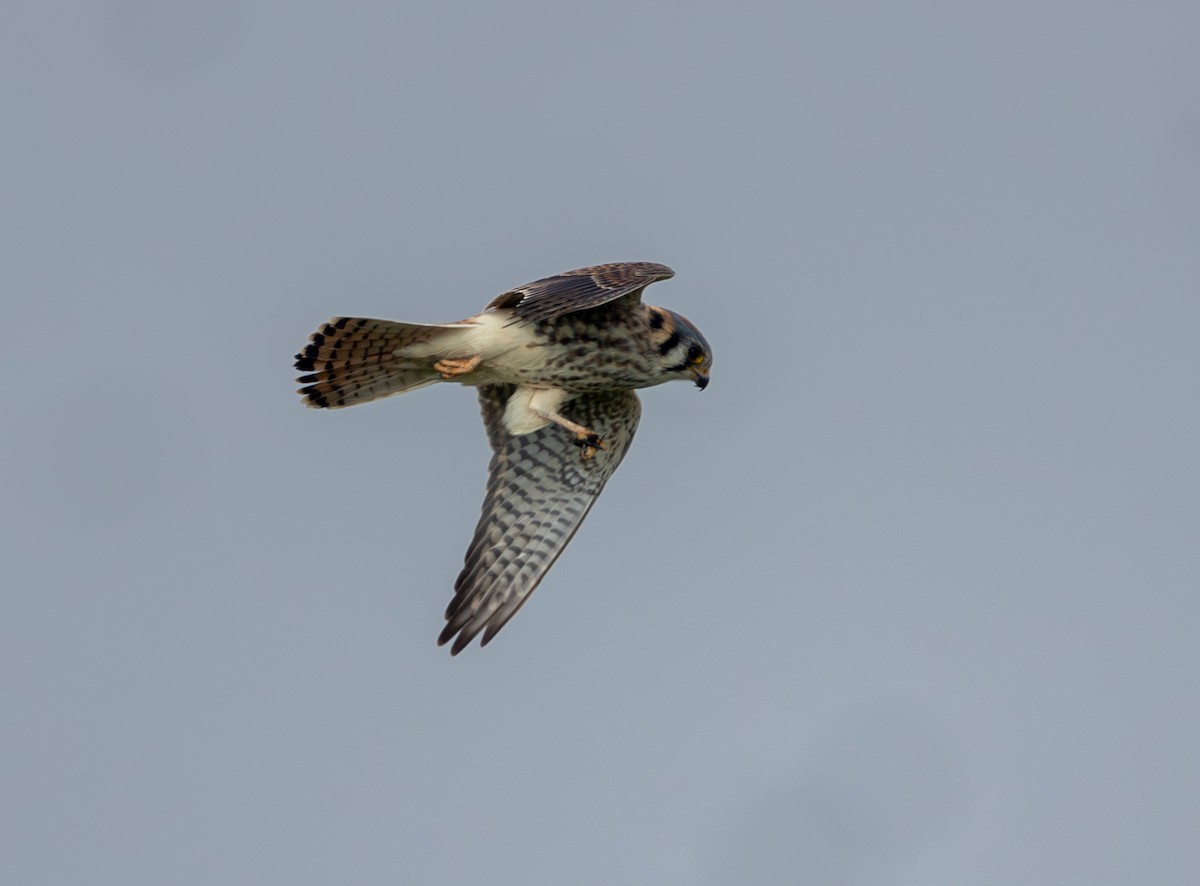 アメリカチョウゲンボウ - ML646859390