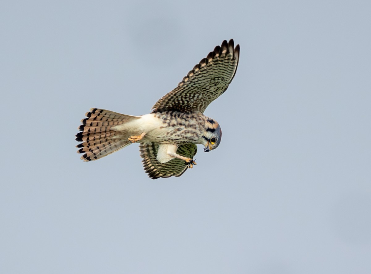 アメリカチョウゲンボウ - ML646859391