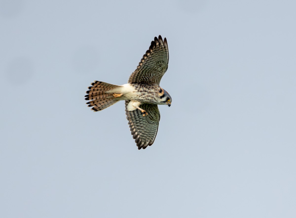 アメリカチョウゲンボウ - ML646859392