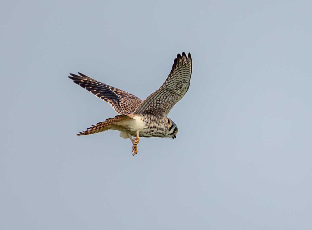 アメリカチョウゲンボウ - ML646859393