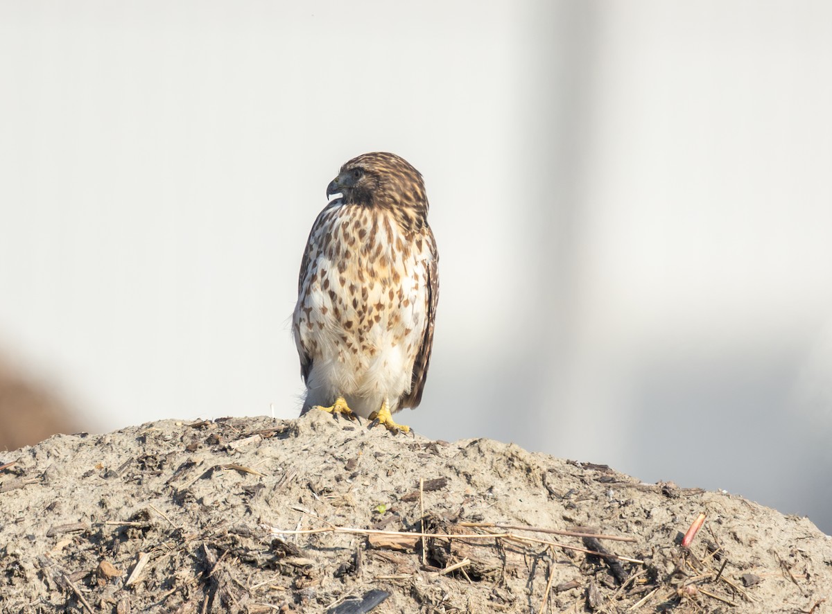 カタアカノスリ - ML646859399