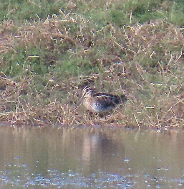 Wilson's Snipe - ML646859403