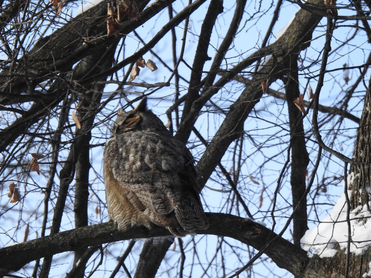 Hontz virginiarra - ML646859406
