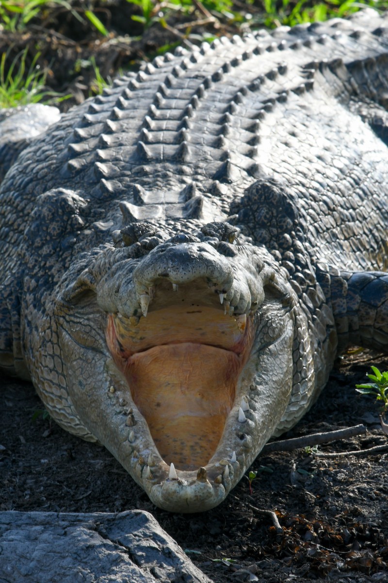 Cocodrilo Poroso - ML646859408