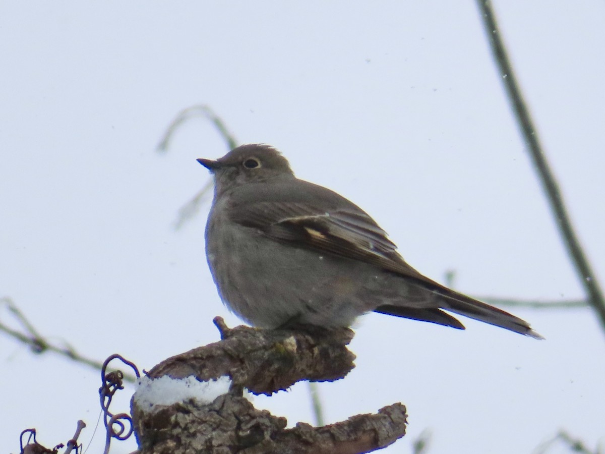 Townsend's Solitaire - ML646859409