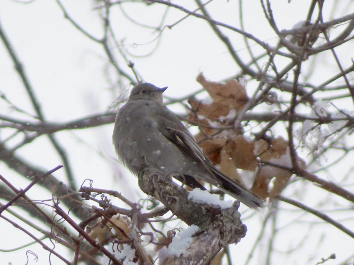 Townsend's Solitaire - ML646859410