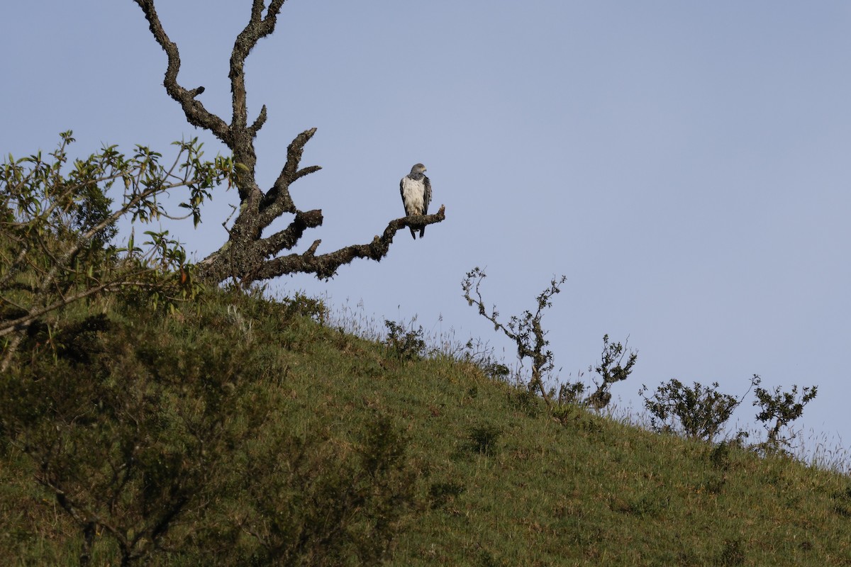 Black-chested Buzzard-Eagle - ML646859414