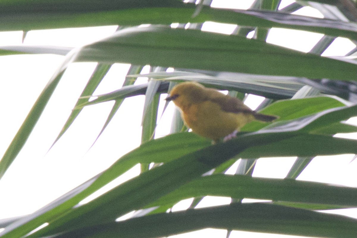 Spectacled Weaver - ML646859417