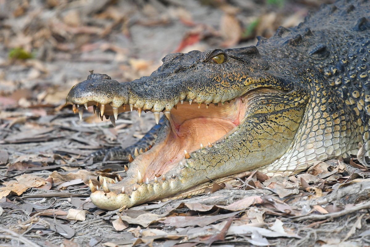 Cocodrilo Poroso - ML646859420