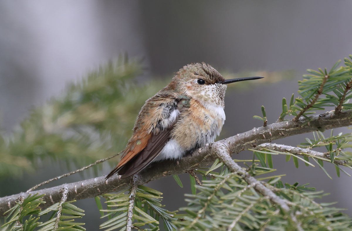 Rufous Hummingbird - ML646859424