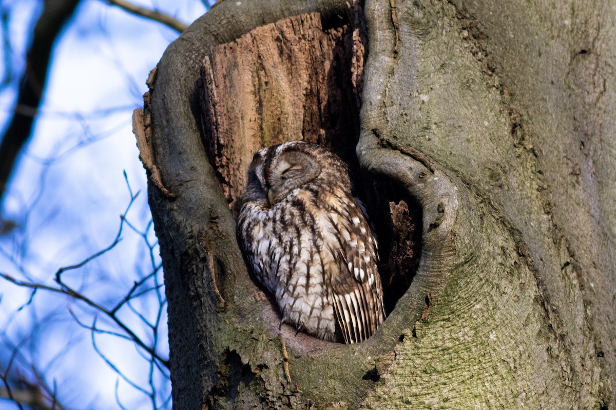 Allocco - ML646859425