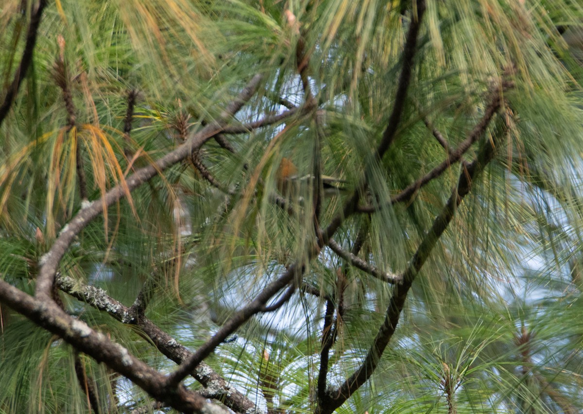 Zeytuni Ötleğen - ML646859426