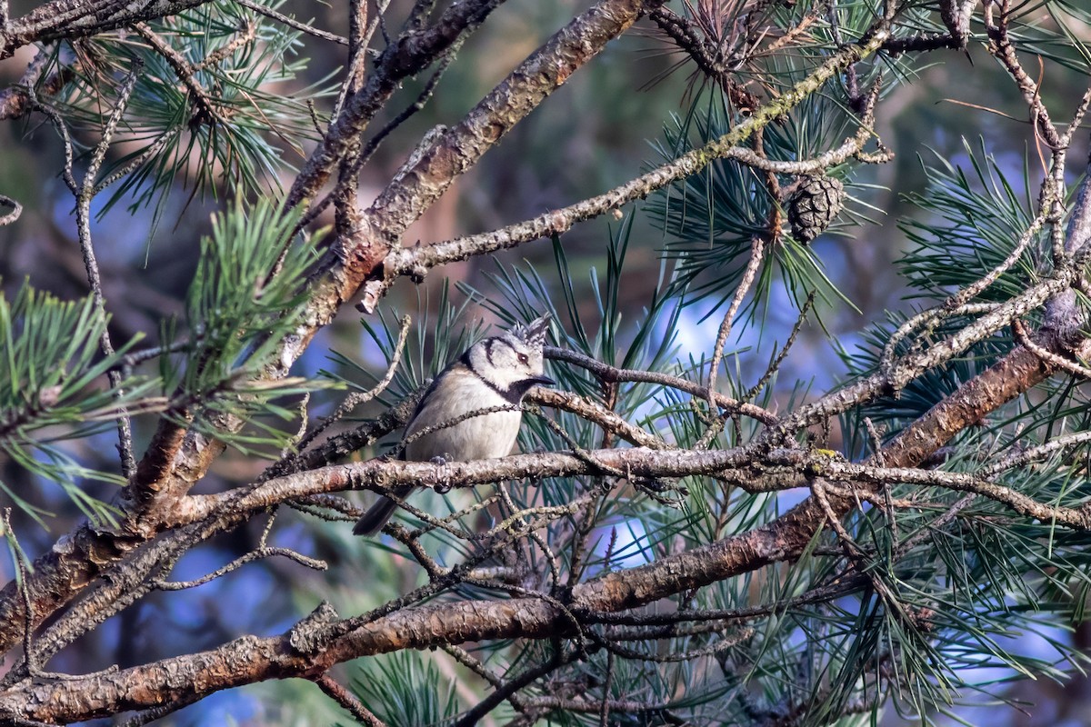 Crested Tit - ML646859427