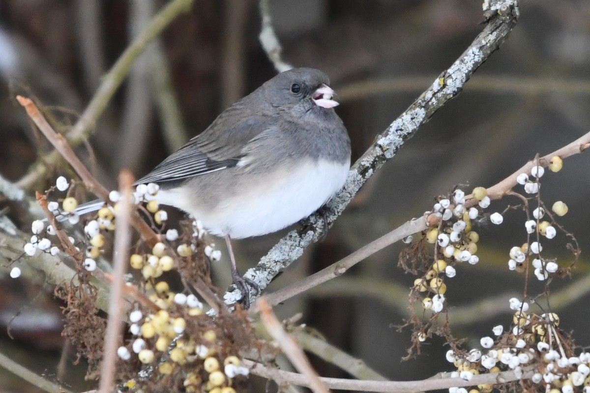 ユキヒメドリ（hyemalis／carolinensis） - ML646859429